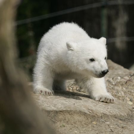 Knut, un brand de milioane