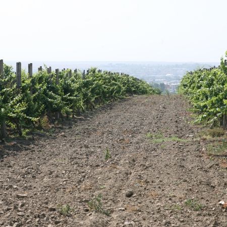 2007, anul vinurilor de colectie