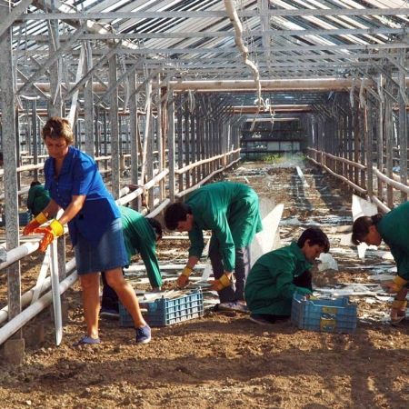 Clanul Becali inhata 90 de hectare la marginea Capitalei
