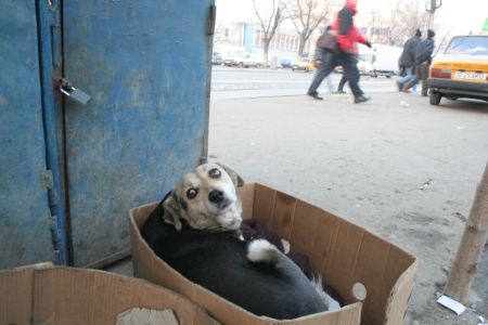 Maidanezii încurcă legile în parlament