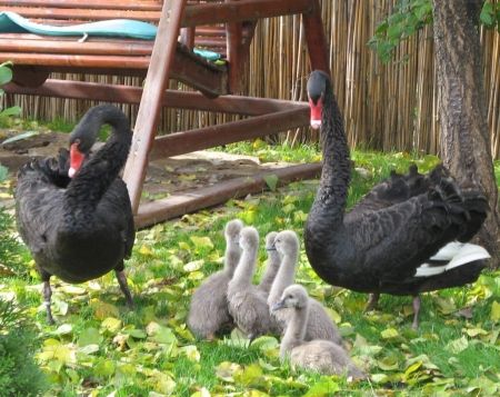 Un nou moft: păsările şi animalele exotice