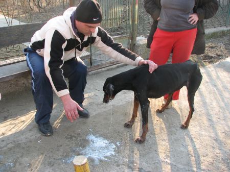Zeci de animale otrăvite