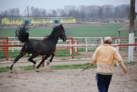 Curse de galop şi pariuri la Mangalia