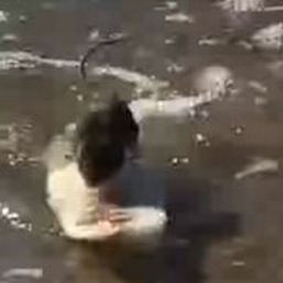 Primii şoareci care fac surfing | VIDEO