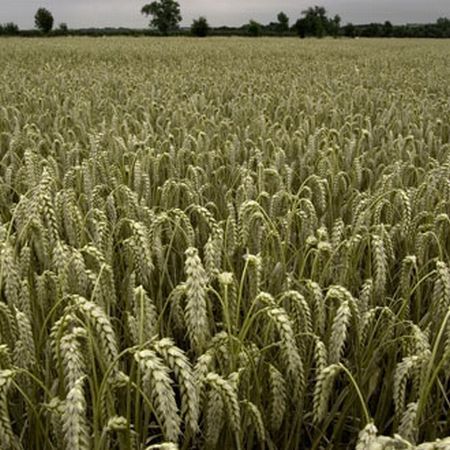 Un român, inventatorul îngrăşământului-minune