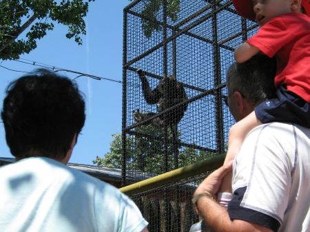 Zoo Băneasa s-ar putea închide din 2010