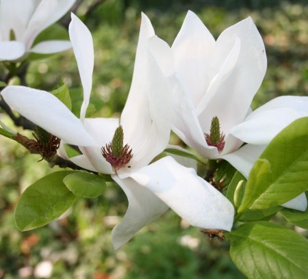 Magnolii pentru grădina ta