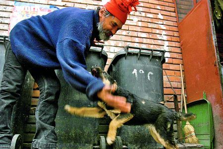Maidanezii mutilează încă un copil