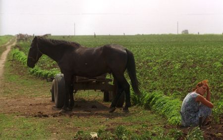 Ţăranii au ajuns să cumpere sămânţă de porumb „la bob“