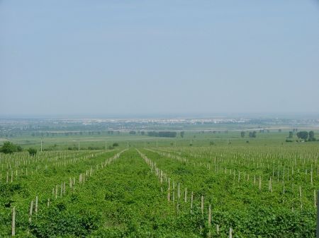 Vinul, atacat de cidru
