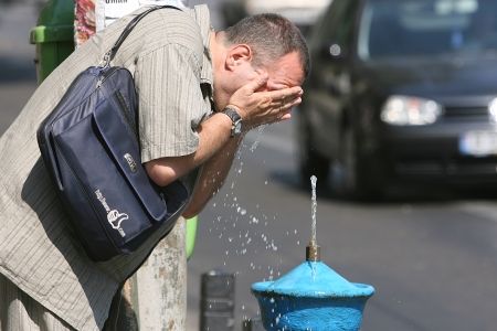 Cod galben de caniculă