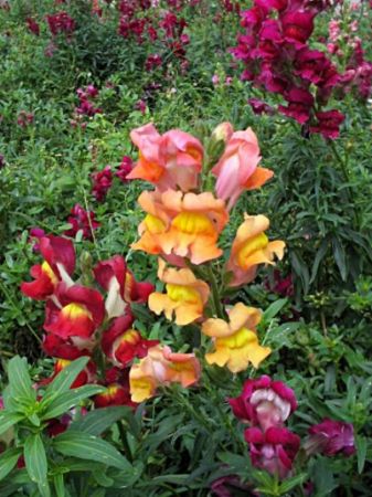 Plante aspectuoase pentru balcon