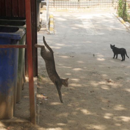 Pisicile vagaboande invadează Capitala