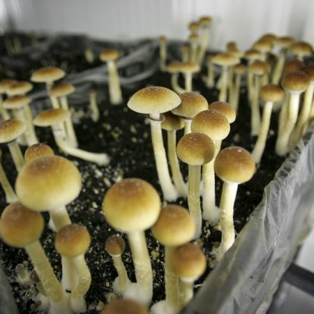 Ciocolată şi acadele cu droguri