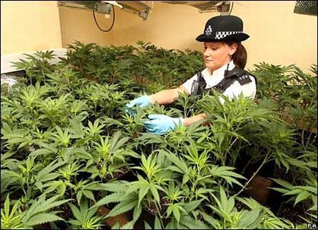 Plantaţie de cannabis la Craiova