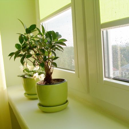 Plante rezistente la aerul uscat