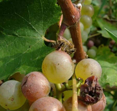 Ploaia mocănească, duşmanul viticultorilor