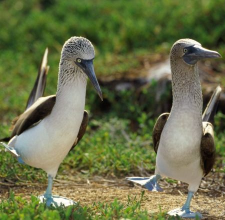 Insulele lui Darwin, în pericol