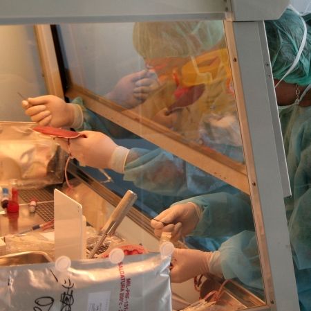 O nouă metodă de creare a celulelor stem