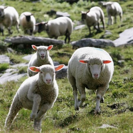 O sută de rase româneşti, pe cale de dispariţie