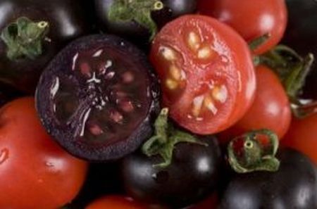 Roşiile violete modificate genetic, bune împotriva cancerului