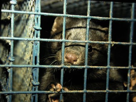 Două animale mor în fiecare secundă pentru articole de lux