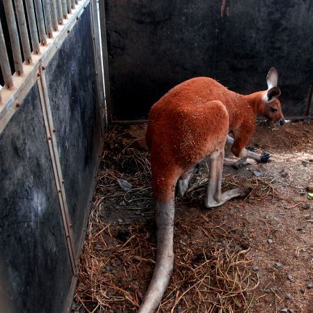 Locul animalelor sălbatice nu este în circuri | VIDEO