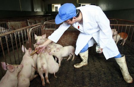 Oaie în loc de porc