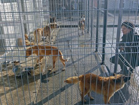 Casă de 700.000 de euro pentru maidanezi