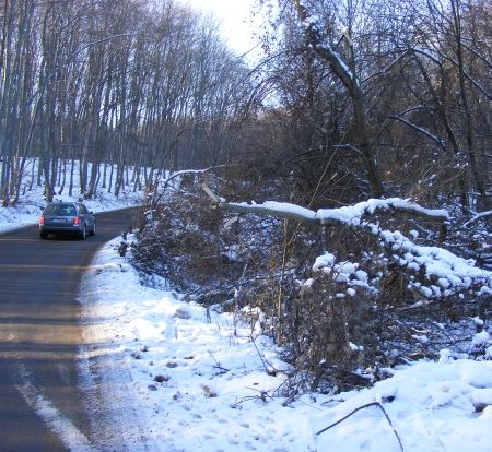 Furtuna de gheaţă a lovit pădurea Făget