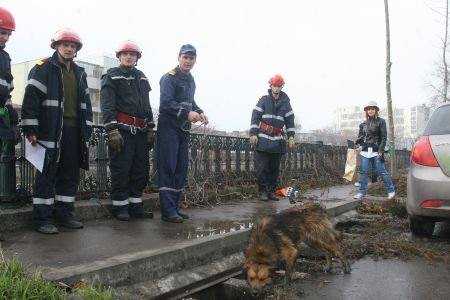 Pompierii aleargă după maidanezii „coafaţi“ de „Direcţia pentru căţei“ a lui Sorin Oprescu