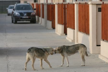 Bucureştenii nu sunt de acord cu sterilizarea câinilor