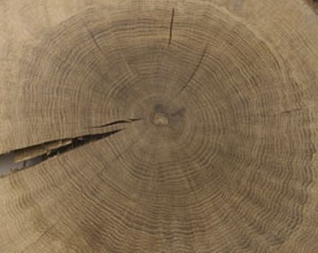 Seceta, "citită" după inelele copacilor