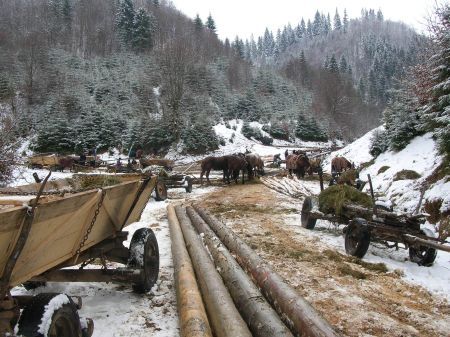 Butinarii taie lemne ca acum două secole