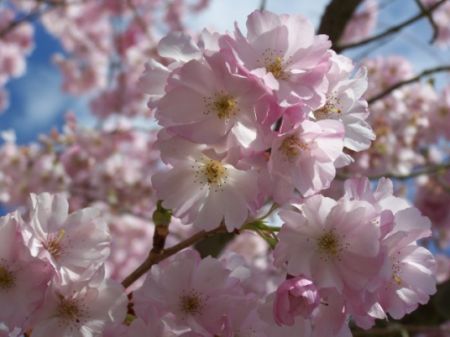 Simbolul Japoniei, în pericol