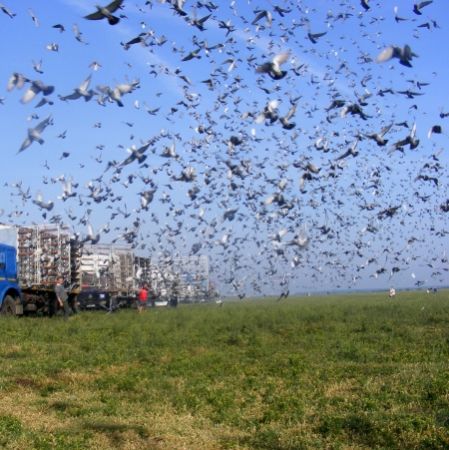 1.000 de porumbei s-au rătăcit