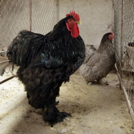 Ferma de pui şi găini de rasă la malul mării