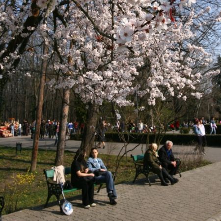 PROGNOZA METEO: Primăvara e ca vara