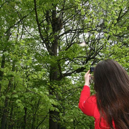 Urşii fug de turişti şi se refugiază în copaci