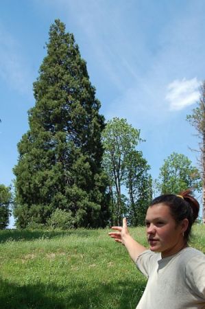 Arbori sequoia aduşi în România de un baron maghiar