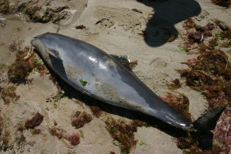 Decimarea delfinilor din Marea Neagră continuă