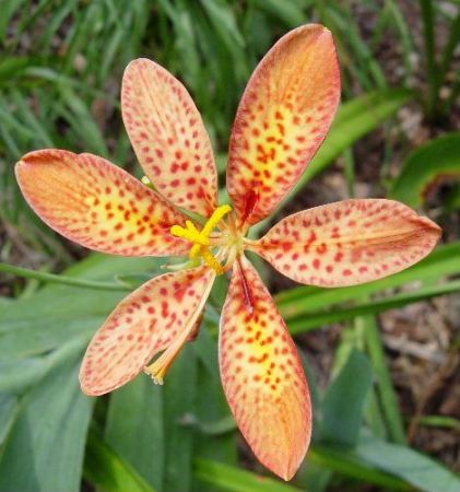 Floarea care luptă cu cancerul la prostată