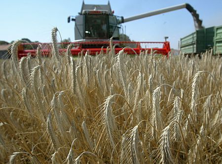 Recolta de grâu, abia la jumătatea celei din 2008