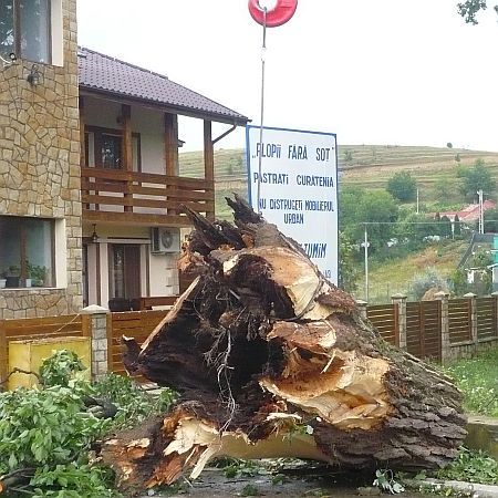 Furtunile şi nepăsarea "decimează" plopii lui Eminescu
