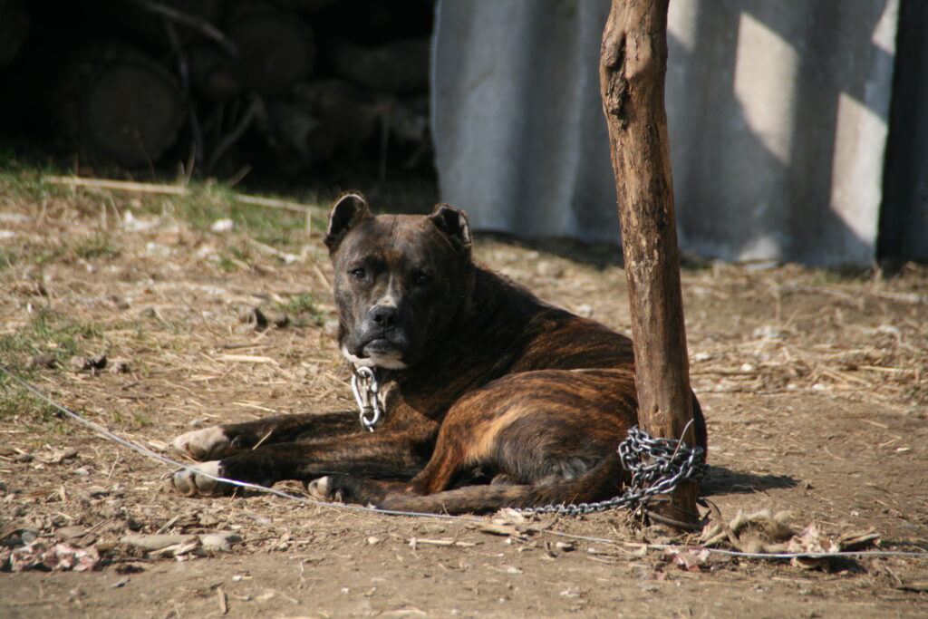 Femeie sfâșiată de șase metişi de pitbull