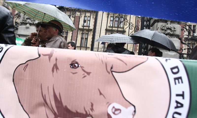 Fermierii varsă lapte şi fluieră pentru subvenţii