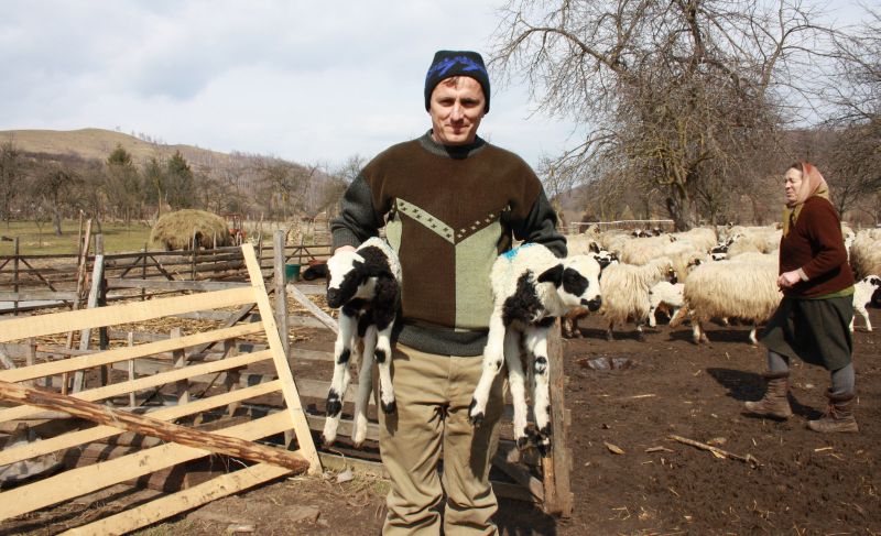Cum s-a întors ţurcana în Haţeg, în loc să emigreze