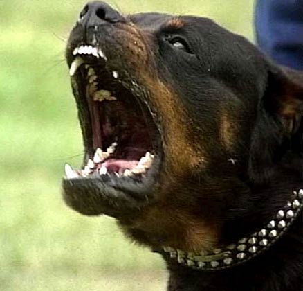 Fetiţă muşcată de un rottweiller