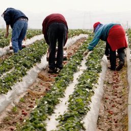 Un deputat german dă cărțile pe față. „Sezonierii români trebuie protejați de ei înșiși”