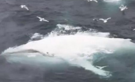 Balena? Un peşte mai mare pentru pescarii islandezi